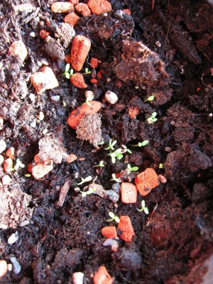 Image00005.jpg