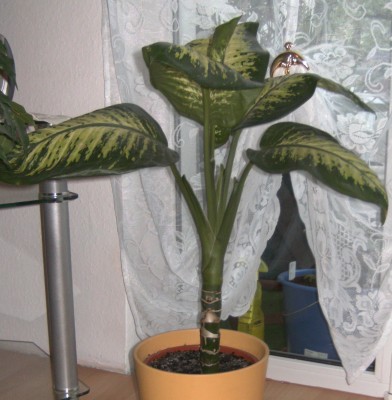 BILD0340.JPG