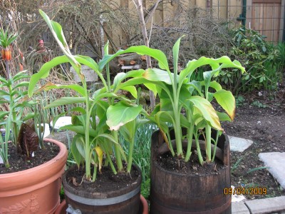 Green2009_1990.jpg