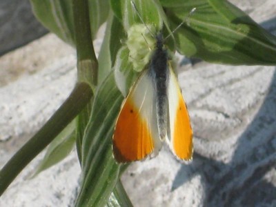 IMG_5281.JPG
