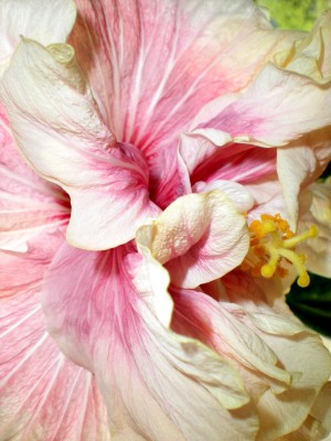 Hibiskus Blüten 036.jpg