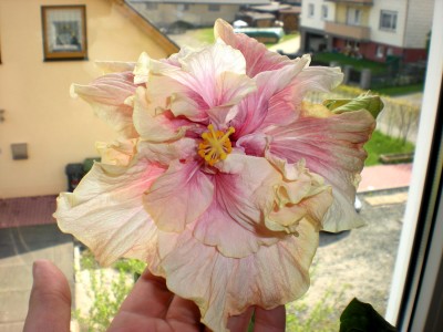 Hibiskus Blüten 033.jpg