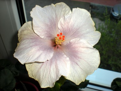 Hibiskus Blüten 029.jpg