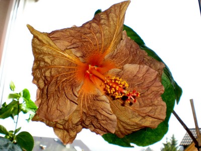 Hibiskus Blüten 022.jpg