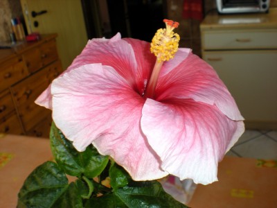 Hibiskus Blüten 021.jpg