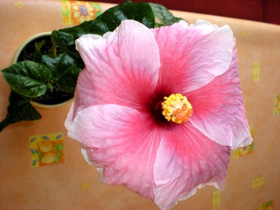 Hibiskus Blüten 018.jpg