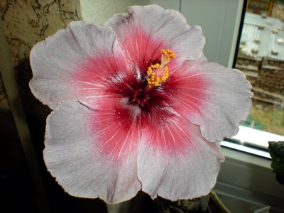 Hibiskus Blüten 013.jpg