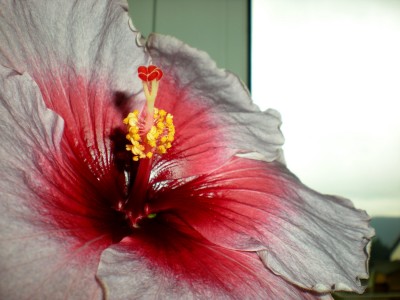 Hibiskus Blüten 007.jpg