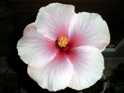Hibiskus Blüten 002.jpg