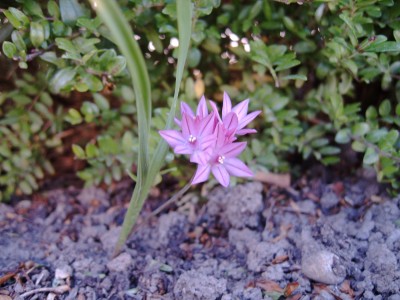 kleinesRosaBlümle0453.jpg