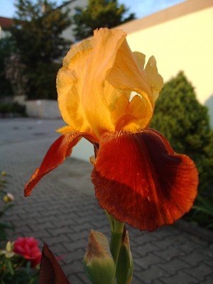 Iris0474.jpg