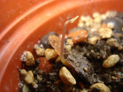 Dioscorea Sylvatica.jpg