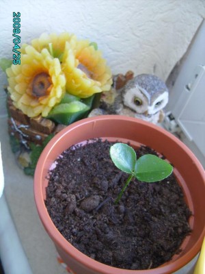 PICT0035.JPG