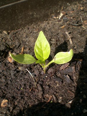 24042009-Gemüsepaprika.JPG