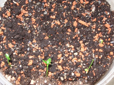 Image00003.jpg