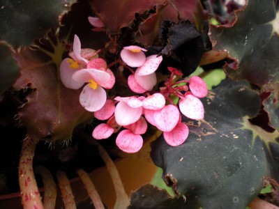 Begonia Dark Mambo Blüte.jpg