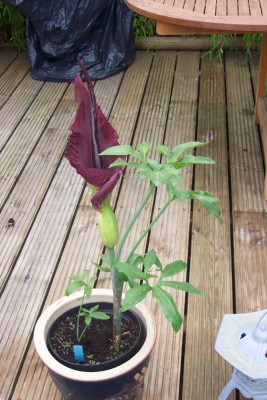 Blüte 004.jpg