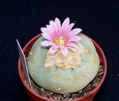 L.diffusa v.fricii.JPG