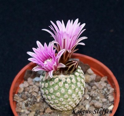 P.pseudopectinata v.rubiflora.JPG