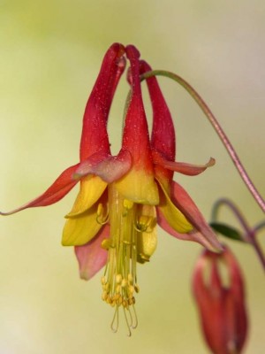 Aquilegia canadensis-95.JPG
