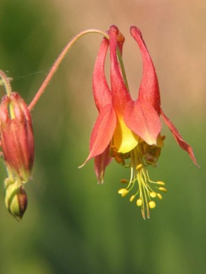 Aquilegia canadensis-66.JPG