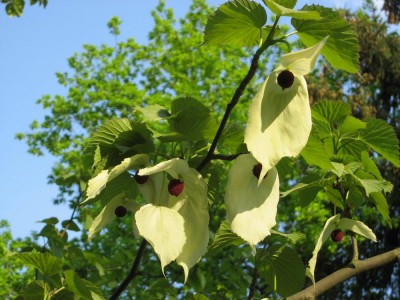 Taschentuchbaum1.jpg
