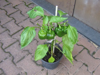 Paprika-rot_800x600.JPG