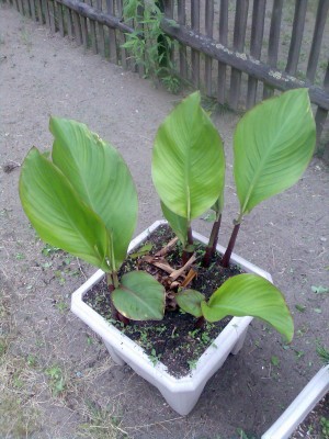 canna-23.Mai.2007.JPG
