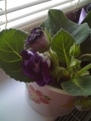 blume.jpg