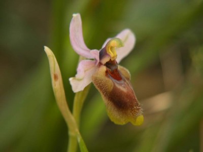 Wespen-Ragwurz-Ophrys-tenthredinifera-6-b.JPG