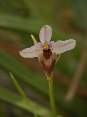 Wespen-Ragwurz-Ophrys-tenthredinifera-6.JPG