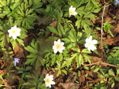 Anemone-nemerosa.JPG
