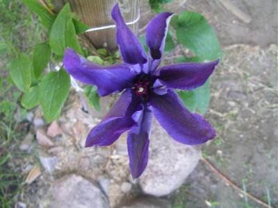 clematis 001.JPG