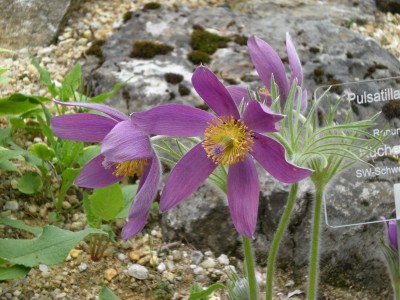 Botanischer und Zoologischer Garten Hof 012.jpg