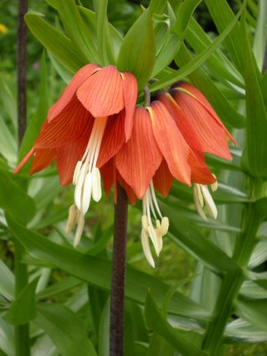 Botanischer und Zoologischer Garten Hof 006.jpg