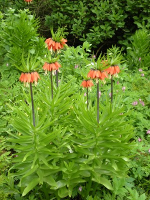 Botanischer und Zoologischer Garten Hof 005.jpg