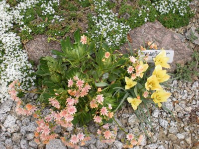 Botanischer und Zoologischer Garten Hof 045.jpg