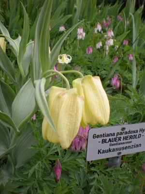Botanischer und Zoologischer Garten Hof 035.jpg