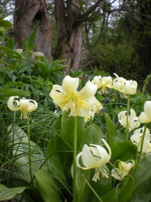 Botanischer und Zoologischer Garten Hof 034.jpg