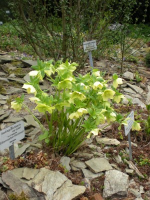 Botanischer und Zoologischer Garten Hof 060.jpg