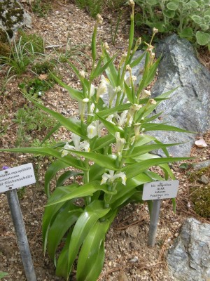 Botanischer und Zoologischer Garten Hof 058.jpg