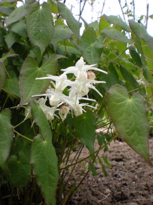 Botanischer und Zoologischer Garten Hof 051.jpg