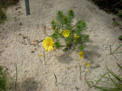 Botanischer und Zoologischer Garten Hof 049.jpg