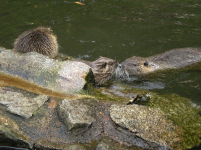 Botanischer und Zoologischer Garten Hof 102.jpg