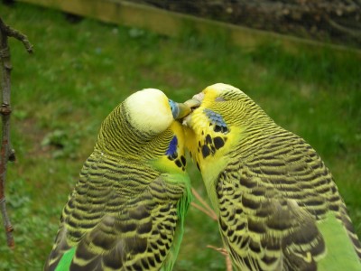 Botanischer und Zoologischer Garten Hof 080.jpg