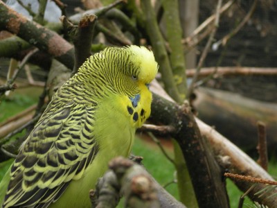 Botanischer und Zoologischer Garten Hof 075.jpg