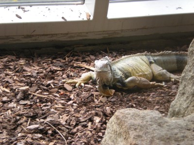 Botanischer und Zoologischer Garten Hof 117.jpg