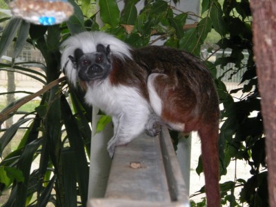 Botanischer und Zoologischer Garten Hof 107.jpg
