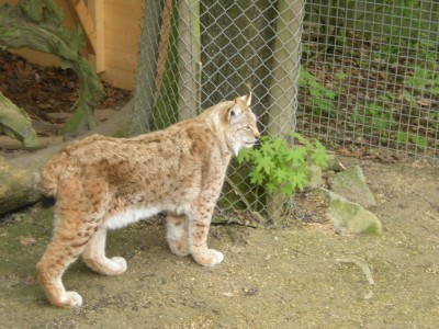 Botanischer und Zoologischer Garten Hof 105.jpg