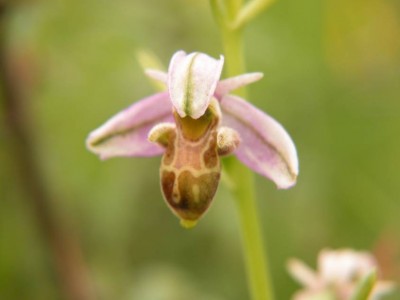 Ophrys-scolopax-7-Lairere.JPG